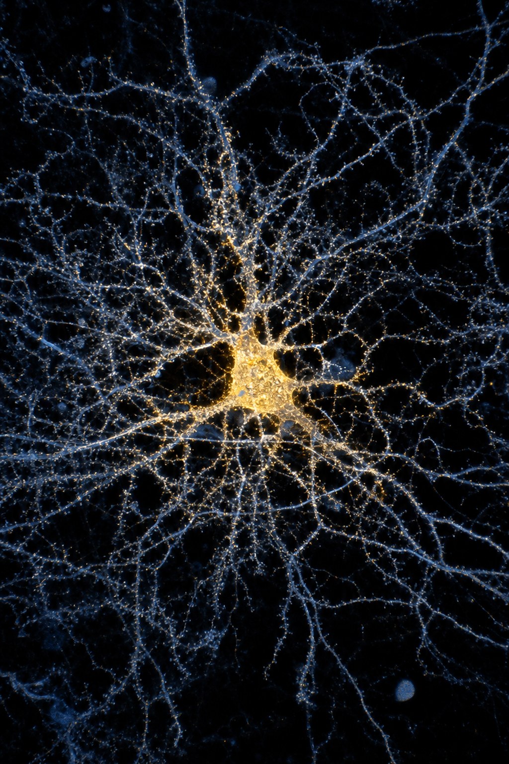 A macro photograph of a translucent biological membrane, its fine white capillary network branching outward from a single blue-lit channel.